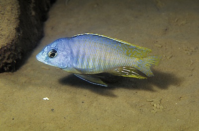 Otopharynx heterodon 'Hai Reef'